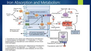 Iron Absorption and Metabolism:
 