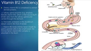 Vitamin B12 Deficiency:
 Dietary vitamin B12 is complexed to animal-
derived proteins.
a. Salivary gland enzymes (e.g. amylase)
liberate vitamin B12, which is then bound by R-
binder (also from the salivary gland) and
carried through the stomach.
b. Pancreatic proteases in the duodenum
detach vitamin B12 from R binder.
c. Vitamin BI2 binds intrinsic factor (made by
gastric parietal cells) in the small bowel; the
intrinsic factor-vitamin B12 complex is
absorbed in the ileum.
 