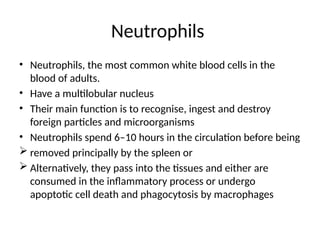 Neutrophils
• Neutrophils, the most common white blood cells in the
blood of adults.
• Have a multilobular nucleus
• Their main function is to recognise, ingest and destroy
foreign particles and microorganisms
• Neutrophils spend 6–10 hours in the circulation before being
 removed principally by the spleen or
 Alternatively, they pass into the tissues and either are
consumed in the inflammatory process or undergo
apoptotic cell death and phagocytosis by macrophages
 