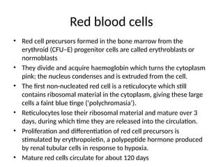 Red blood cells
• Red cell precursors formed in the bone marrow from the
erythroid (CFU–E) progenitor cells are called erythroblasts or
normoblasts
• They divide and acquire haemoglobin which turns the cytoplasm
pink; the nucleus condenses and is extruded from the cell.
• The first non-nucleated red cell is a reticulocyte which still
contains ribosomal material in the cytoplasm, giving these large
cells a faint blue tinge (‘polychromasia’).
• Reticulocytes lose their ribosomal material and mature over 3
days, during which time they are released into the circulation.
• Proliferation and differentiation of red cell precursors is
stimulated by erythropoietin, a polypeptide hormone produced
by renal tubular cells in response to hypoxia.
• Mature red cells circulate for about 120 days
 