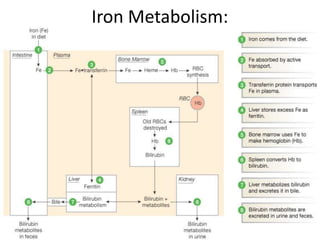 Iron Metabolism:




    Figure 16-8: Iron metabolism
 