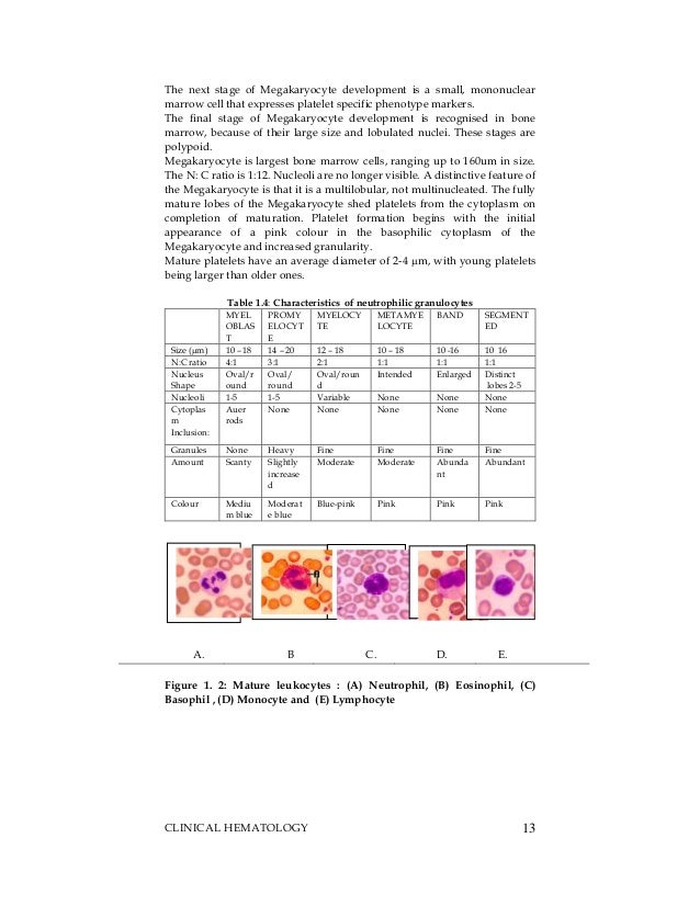 What are the causes of enlarged red blood cells in hematology?