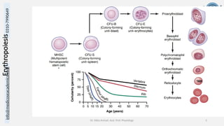 info@medicoseacademics.com
0310-7990649
Dr. Sidra Arshad, Asst. Prof. Physiology 5
Erythropoiesis
 