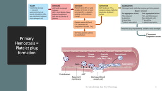 info@medicoseacademics.com
0310-7990649
Primary
Hemostasis =
Platelet plug
formation
Dr. Sidra Arshad, Asst. Prof. Physiology 5
 