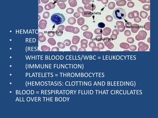 HEMATOLOGY
(INTRODUCTION)
• HEMATOLOGY (STUDY OF BLOOD CELLS)
• RED BLOOD CELLS/RBC = ERYTHROCYTES
• (RESPIRATION)
• WHITE BLOOD CELLS/WBC = LEUKOCYTES
• (IMMUNE FUNCTION)
• PLATELETS = THROMBOCYTES
• (HEMOSTASIS: CLOTTING AND BLEEDING)
• BLOOD = RESPIRATORY FLUID THAT CIRCULATES
ALL OVER THE BODY
 