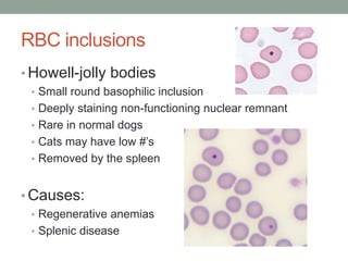 Normal Howell Hematology basics pt 1 jpg | PPTX