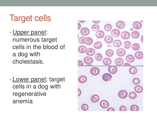 target cell
