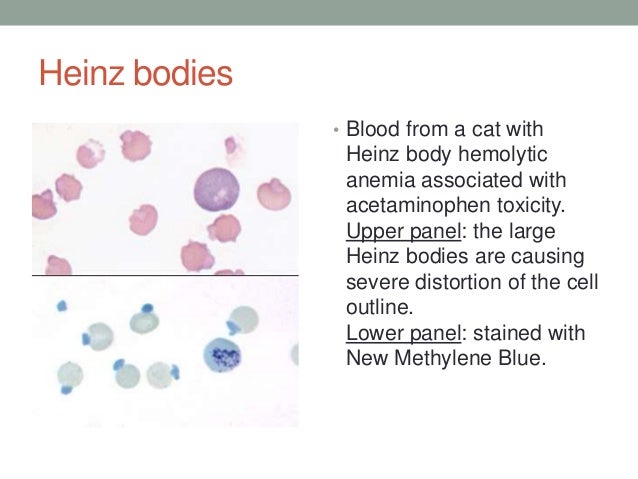 Hematology basics pt 1 jpg Hematology basics pt 1 jpg