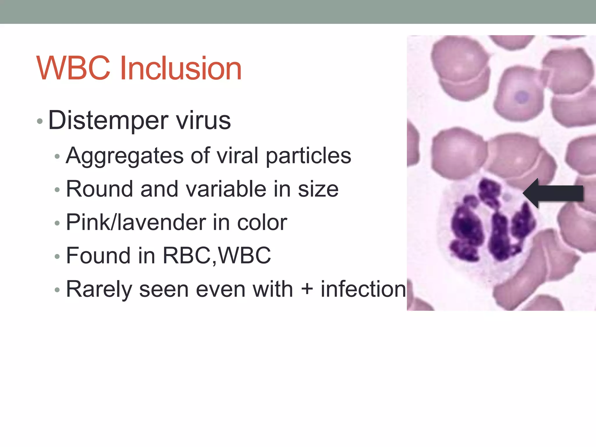 Hematology basics pt 2 | PPTX