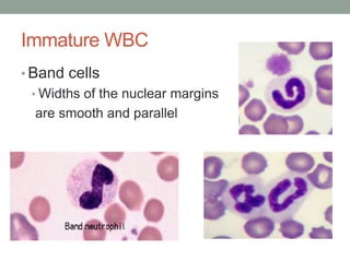 Hematology basics pt 2 | PPTX