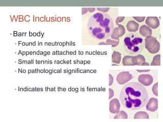 Hematology basics pt 2 | PPTX