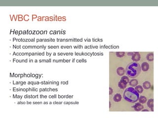 Hematology basics pt 2 | PPTX