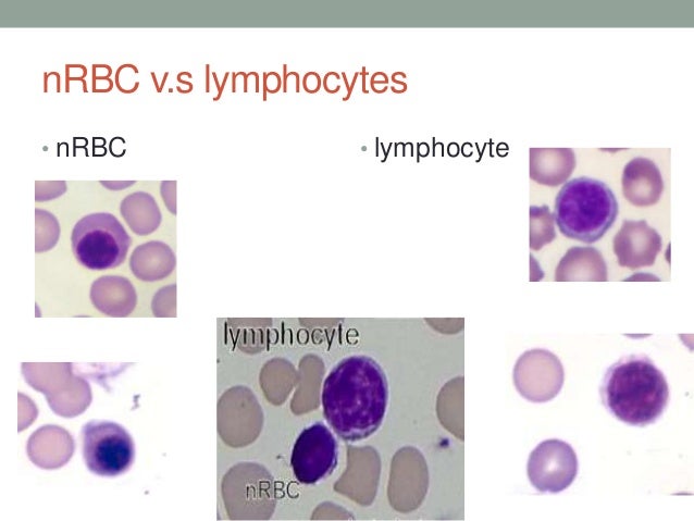 hematology-basics-pt-2
