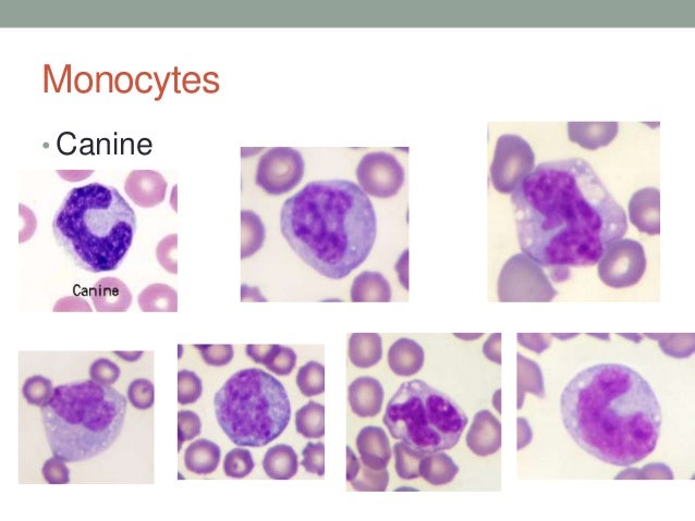 Hematology Basics Pt 2