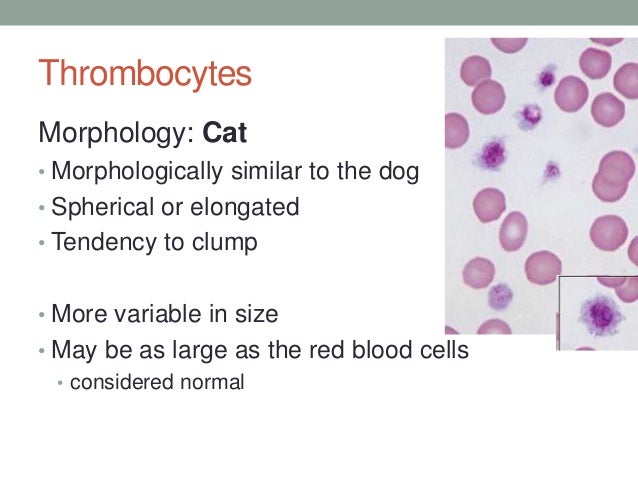 White Blood Cell Count Over In Cats White Blood Cell Count Over In Cats