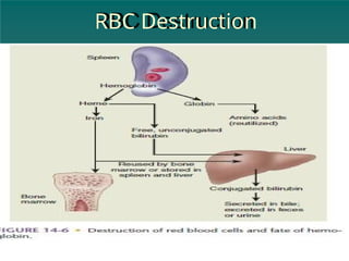 Excessive Rbc Breakdown hematology disorder, for nursing students | PPTX