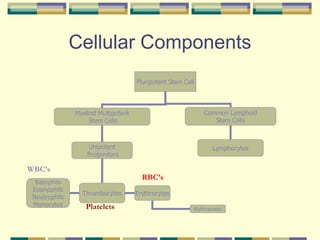 Cellular Components
Pluripotent Stem Cell
Myeloid Multipotent
Stem Cells
Common Lymphoid
Stem Cells
Unipotent
Progenitors
Basophils
Eosinophils
Neutrophils
Monocytes
Lymphocytes
Erythrocytes
Thrombocytes
Erythropoietin
WBC’s
RBC’s
Platelets
 