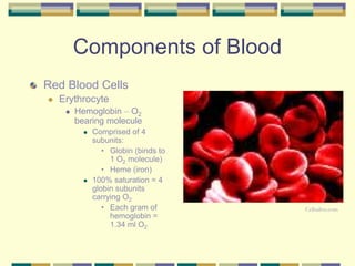 Components of Blood
Red Blood Cells
 Erythrocyte
 Hemoglobin – O2
bearing molecule
 Comprised of 4
subunits:
• Globin (binds to
1 O2 molecule)
• Heme (iron)
 100% saturation = 4
globin subunits
carrying O2
• Each gram of
hemoglobin =
1.34 ml O2
Cellsalive.com
 