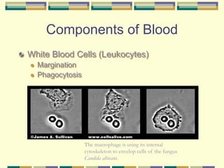 Components of Blood
White Blood Cells (Leukocytes)
 Margination
 Phagocytosis
The macrophage is using its internal
cytoskeleton to envelop cells of the fungus
Candida albicans.
 