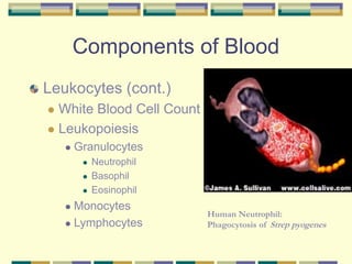 Components of Blood
Leukocytes (cont.)
 White Blood Cell Count
 Leukopoiesis
 Granulocytes
 Neutrophil
 Basophil
 Eosinophil
 Monocytes
 Lymphocytes
Human Neutrophil:
Phagocytosis of Strep pyogenes
 