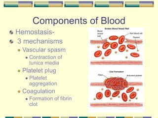 Components of Blood
Hemostasis-
3 mechanisms
 Vascular spasm
 Contraction of
tunica media
 Platelet plug
 Platelet
aggregation
 Coagulation
 Formation of fibrin
clot
 
