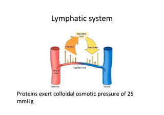Lymphatic system
Proteins exert colloidal osmotic pressure of 25
mmHg
 