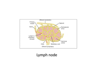 Lymph node
 