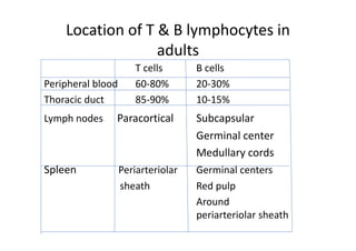 Location of T & B lymphocytes in
adults
T cells B cells
Peripheral blood 60‐80% 20‐30%
Thoracic duct 85‐90% 10‐15%
Lymph nodes Paracortical Subcapsular
Germinal center
Medullary cords
Spleen Periarteriolar
sheath
Germinal centers
Red pulp
Around
periarteriolar sheath
 
