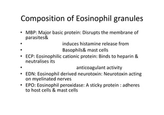 Composition of Eosinophil granules
• MBP: Major basic protein: Disrupts the membrane of
parasites&
• induces histamine release from
• Basophils& mast cells
• ECP: Eosinophilic cationic protein: Binds to heparin &
neutralises its
• anticoagulant activity
• EDN: Eosinophil derived neurotoxin: Neurotoxin acting
on myelinated nerves
• EPO: Eosinophil peroxidase: A sticky protein : adheres
to host cells & mast cells
 