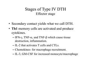 Stages of Type IV DTH
Effector stage
• Secondary contact yields what we call DTH.
• Th1 memory cells are activated and produce
cytokines.
– IFN-, TNF-and TNF- which cause tissue
destruction, inflammation.
– IL-2 that activates T cells and CTLs.
– Chemokines- for macrophage recruitment.
– IL-3, GM-CSF for increased monocyte/macrophage
 