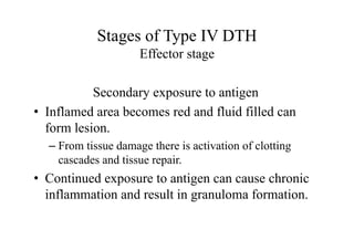 Stages of Type IV DTH
Effector stage
Secondary exposure to antigen
• Inflamed area becomes red and fluid filled can
form lesion.
– From tissue damage there is activation of clotting
cascades and tissue repair.
• Continued exposure to antigen can cause chronic
inflammation and result in granuloma formation.
 