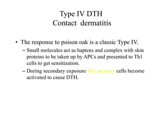 Type IV DTH
Contact dermatitis
• The response to poison oak is a classic Type IV.
– Small molecules act as haptens and complex with skin
proteins to be taken up by APCs and presented to Th1
cells to get sensitization.
– During secondary exposure Th1 memory cells become
activated to cause DTH.
 