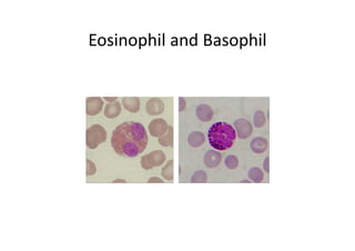 Eosinophil and Basophil
 