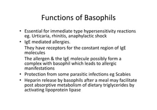 Functions of Basophils
• Essential for immediate type hypersensitivity reactions
eg. Urticaria, rhinitis, anaphylactic shock
• IgE mediated allergies.
They have receptors for the constant region of IgE
molecules
The allergen & the IgE molecule possibly form a
complex with basophil which leads to allergic
manifestations
• Protection from some parasitic infections eg Scabies
• Heparin release by basophils after a meal may facilitate
post absorptive metabolism of dietary triglycerides by
activating lipoprotein lipase
 