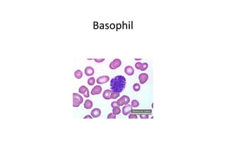 Basophil
 