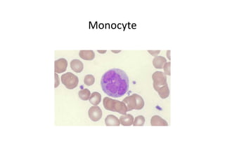 Monocyte
 