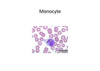 Monocyte
 