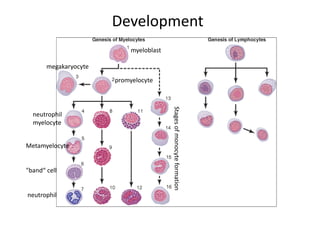 myeloblast
Stages
of
monocyte
formation
promyelocyte
megakaryocyte
Development
neutrophil
myelocyte
Metamyelocyte
"band“ cell
neutrophil
 