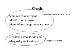Kinetics
Precursors in the bone marrow
Stem cell compartment
Mitotic compartment
Maturation‐storage compartment
Neutrophils in blood
Circulating granulocyte pool
Marginal granulocyte pool
 