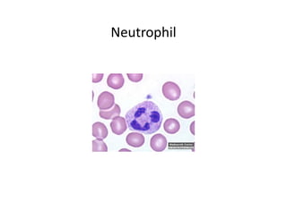 Neutrophil
 