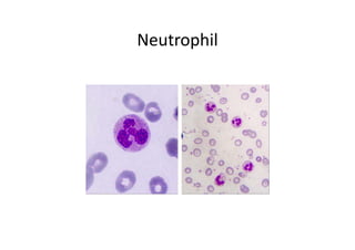Neutrophil
 