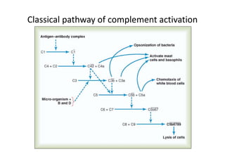 Classical pathway of complement activation
 