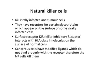 Natural killer cells
• Kill virally infected and tumour cells
• They have receptors for certain glycoproteins
which appear on the surface of some virally
infected cells
• Surface receptor KIR (Killer Inhibitory Receptor)
interacts with HLA class I molecules on the
surface of normal cells.
• Cancerous cells have modified ligands which do
not bind properly with the receptor therefore the
NK cells kill them
 