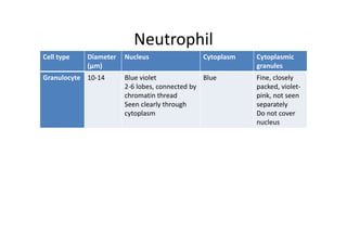 Neutrophil
Cell type Diameter Nucleus Cytoplasm Cytoplasmic
(µm) granules
Granulocyte 10‐14 Blue violet Blue Fine, closely
2‐6 lobes, connected by packed, violet‐
chromatin thread pink, not seen
Seen clearly through separately
cytoplasm Do not cover
nucleus
 