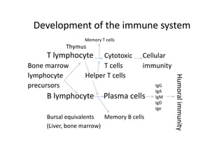 Development of the immune system
B lymphocyte Plasma cells IgM
Memory T cells
Thymus
T lymphocyte Cytotoxic Cellular
Bone marrow
Helper T cells
T cells immunity
lymphocyte
precursors IgG
IgA
IgD
Ige
Humoral
immunity
Bursal equivalents Memory B cells
(Liver, bone marrow)
 