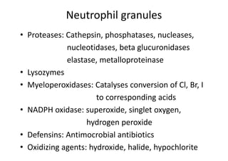 Neutrophil granules
• Proteases: Cathepsin, phosphatases, nucleases,
nucleotidases, beta glucuronidases
elastase, metalloproteinase
• Lysozymes
• Myeloperoxidases: Catalyses conversion of Cl, Br, I
to corresponding acids
• NADPH oxidase: superoxide, singlet oxygen,
hydrogen peroxide
• Defensins: Antimocrobial antibiotics
• Oxidizing agents: hydroxide, halide, hypochlorite
 