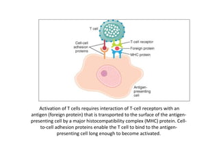 Activation of T cells requires interaction of T‐cell receptors with an
antigen (foreign protein) that is transported to the surface of the antigen‐
presenting cell by a major histocompatibility complex (MHC) protein. Cell‐
to‐cell adhesion proteins enable the T cell to bind to the antigen‐
presenting cell long enough to become activated.
 