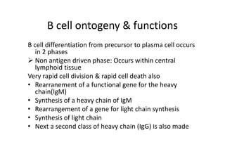 B cell ontogeny & functions
B cell differentiation from precursor to plasma cell occurs
in 2 phases
 Non antigen driven phase: Occurs within central
lymphoid tissue
Very rapid cell division & rapid cell death also
• Rearranement of a functional gene for the heavy
chain(IgM)
• Synthesis of a heavy chain of IgM
• Rearrangement of a gene for light chain synthesis
• Synthesis of light chain
• Next a second class of heavy chain (IgG) is also made
 