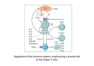Regulation of the immune system, emphasizing a pivotal role
of the helper T cells
Il‐2
IL‐3
IL‐4
IL‐5
IL‐6
GM‐CSF
IF‐Gamma
 