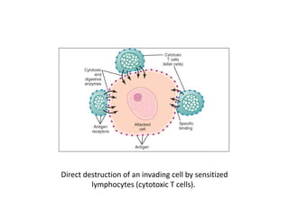 Direct destruction of an invading cell by sensitized
lymphocytes (cytotoxic T cells).
 